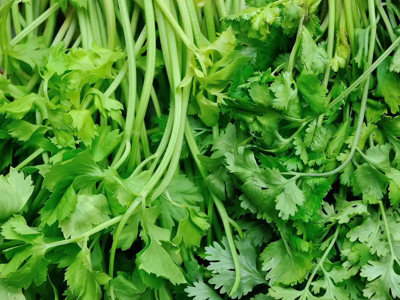 Fresh Coriander From Vietnam / Best Quality For Export And Good Price