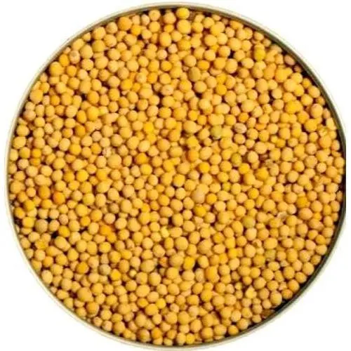 yellow mustard seed - buy 2021 new whole sale indian yellow