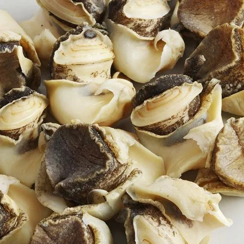 Wholesale Frozen Conch Meat Yellow Conch Meat Buy Conch Meat For Sale Frozen Conch Meat Frozen Meat Product On Alibaba Com