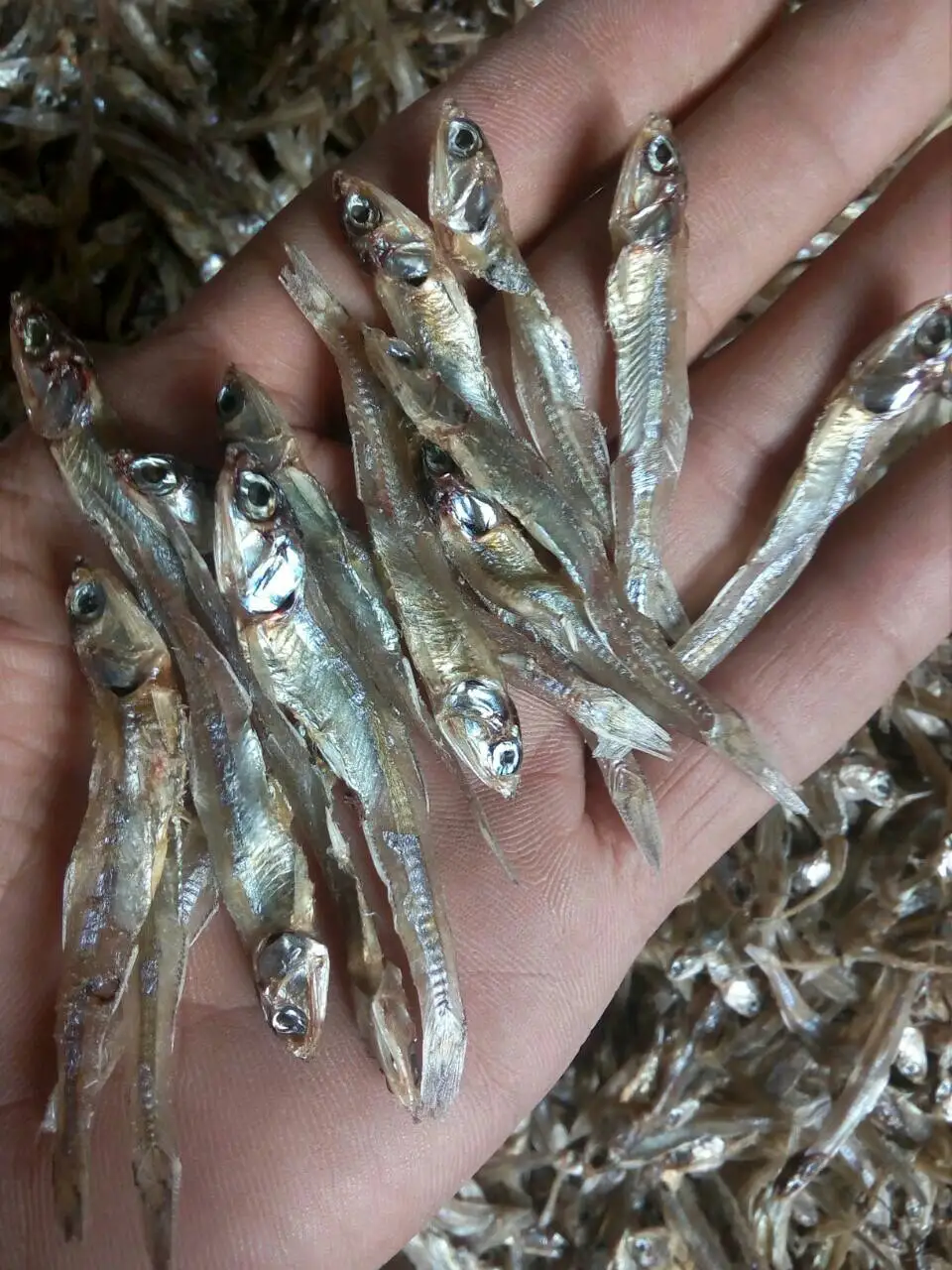 Premium Dried Anchovy From Vietnam Dried Fish Seafood Anchovies