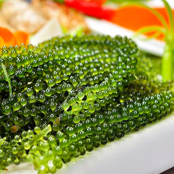 best seller vietnam sea grapes sea weed competitive price/ mr.