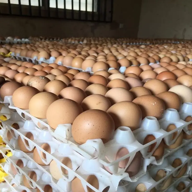 eggs 5.jpeg