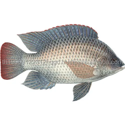 tilapia wholesale