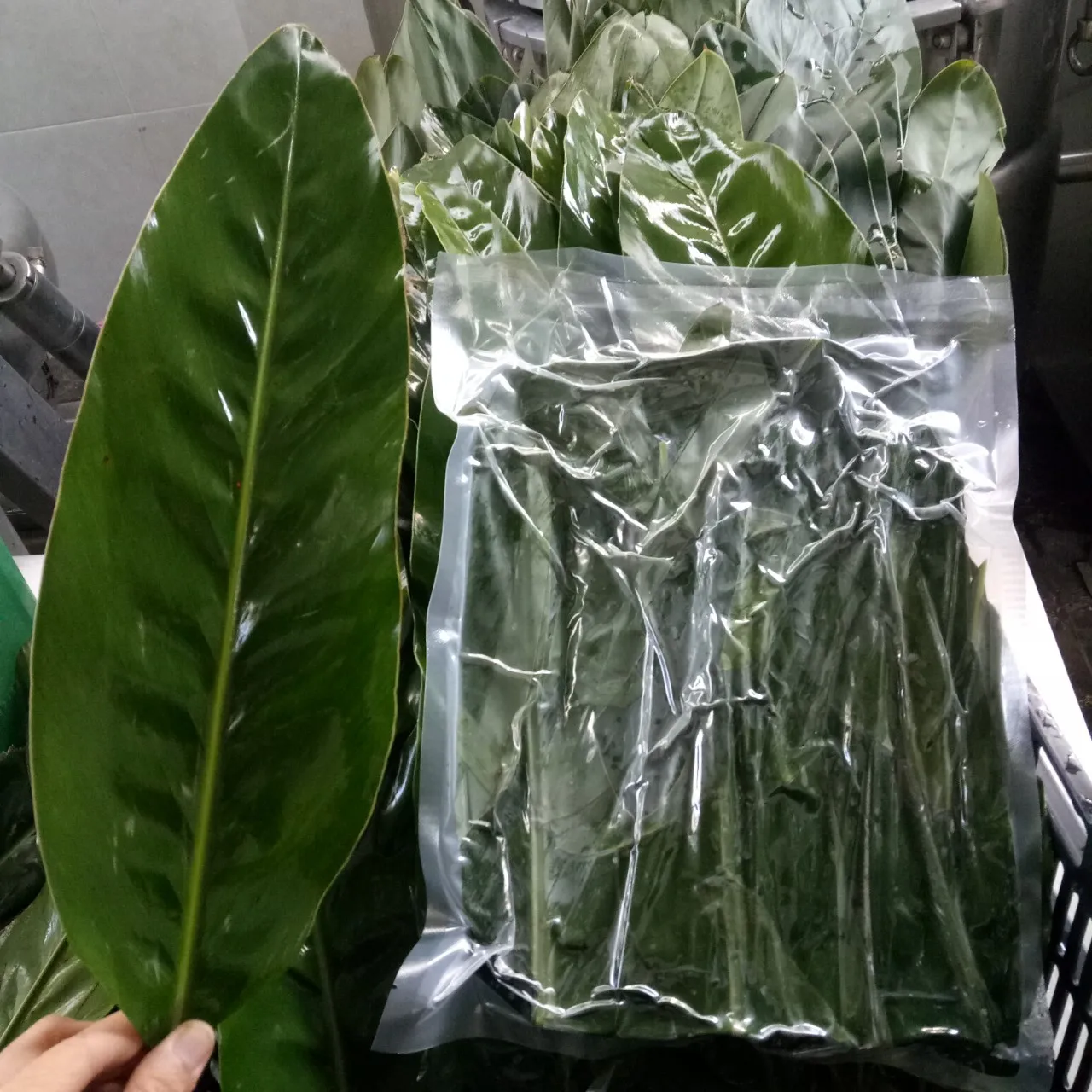 Замороженные листья дуна, высокое качество, оптовая цена из Вьетнама