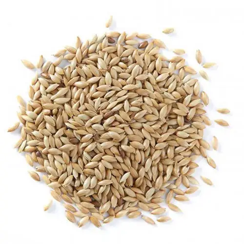 alpiste canary seed