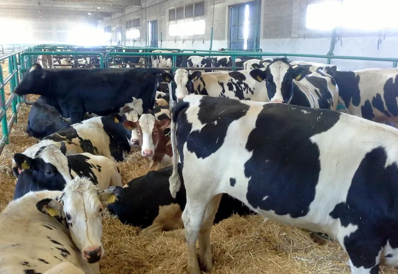 livestock4.jpg