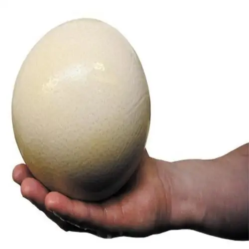 ostrich ka egg