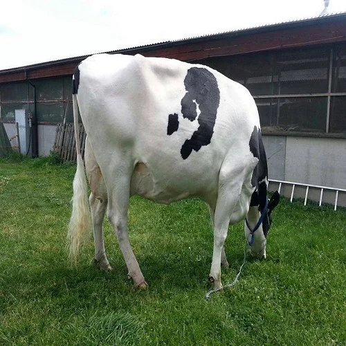 Live Dairy Cows Live Jersey Heifer Cows For Sale Best Price Offer Buy Jersey Cow For Sale Healthy Jersey Cow For Sale Crazy Cow Product On Alibaba Com