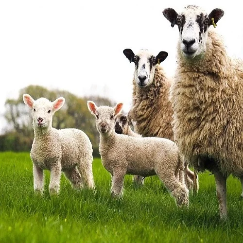 Better Protein 18-24% Palm Kernel Cake Animal Feed Manufacturer for Chicken Cow Goat Pig Fish Afipsky Krasnodar Krai Russia