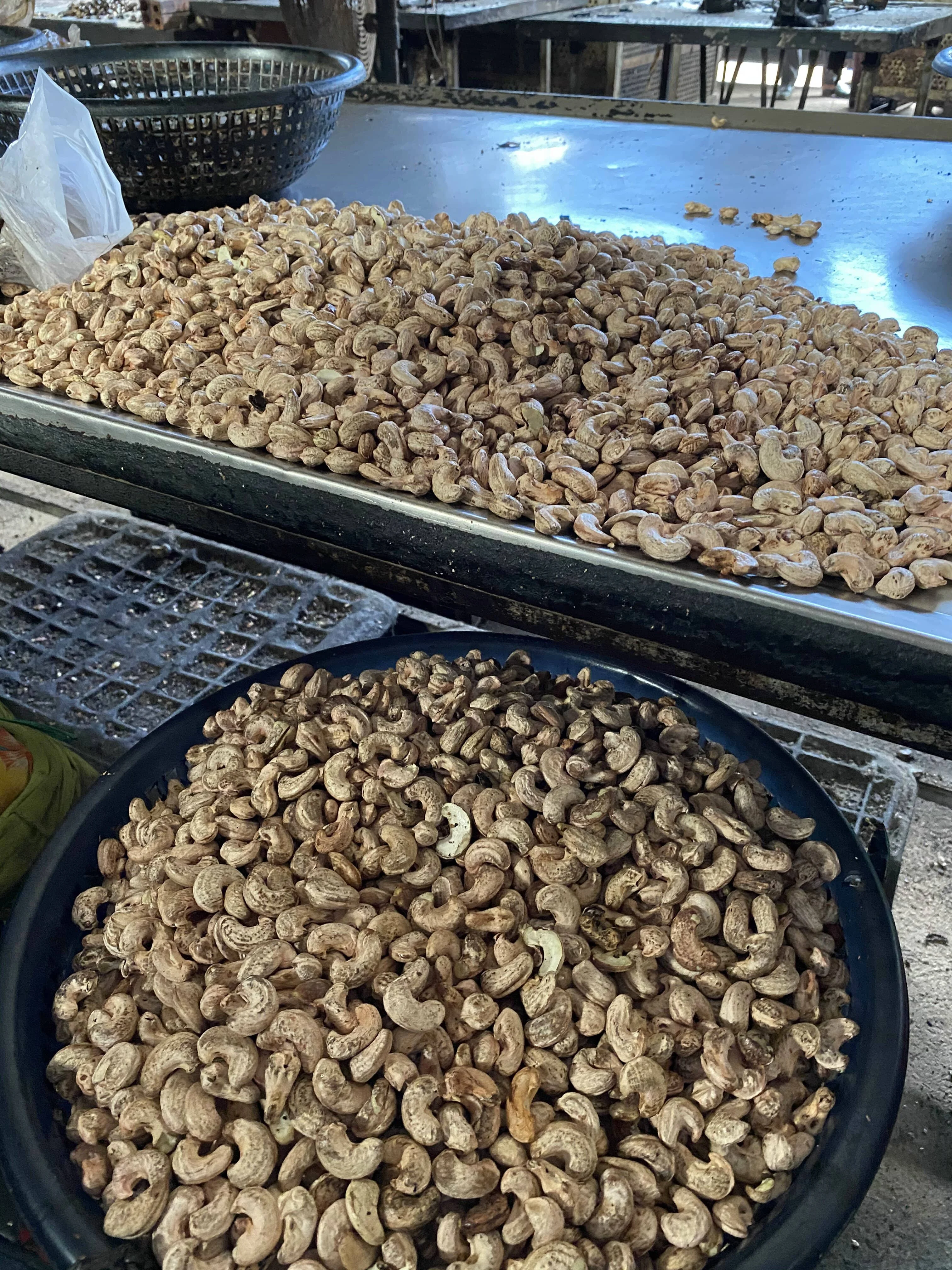 Dried Cashew Nuts Anacardi Agriculture Cashew Nuts Per Kilo Cashews Roasted Bulk