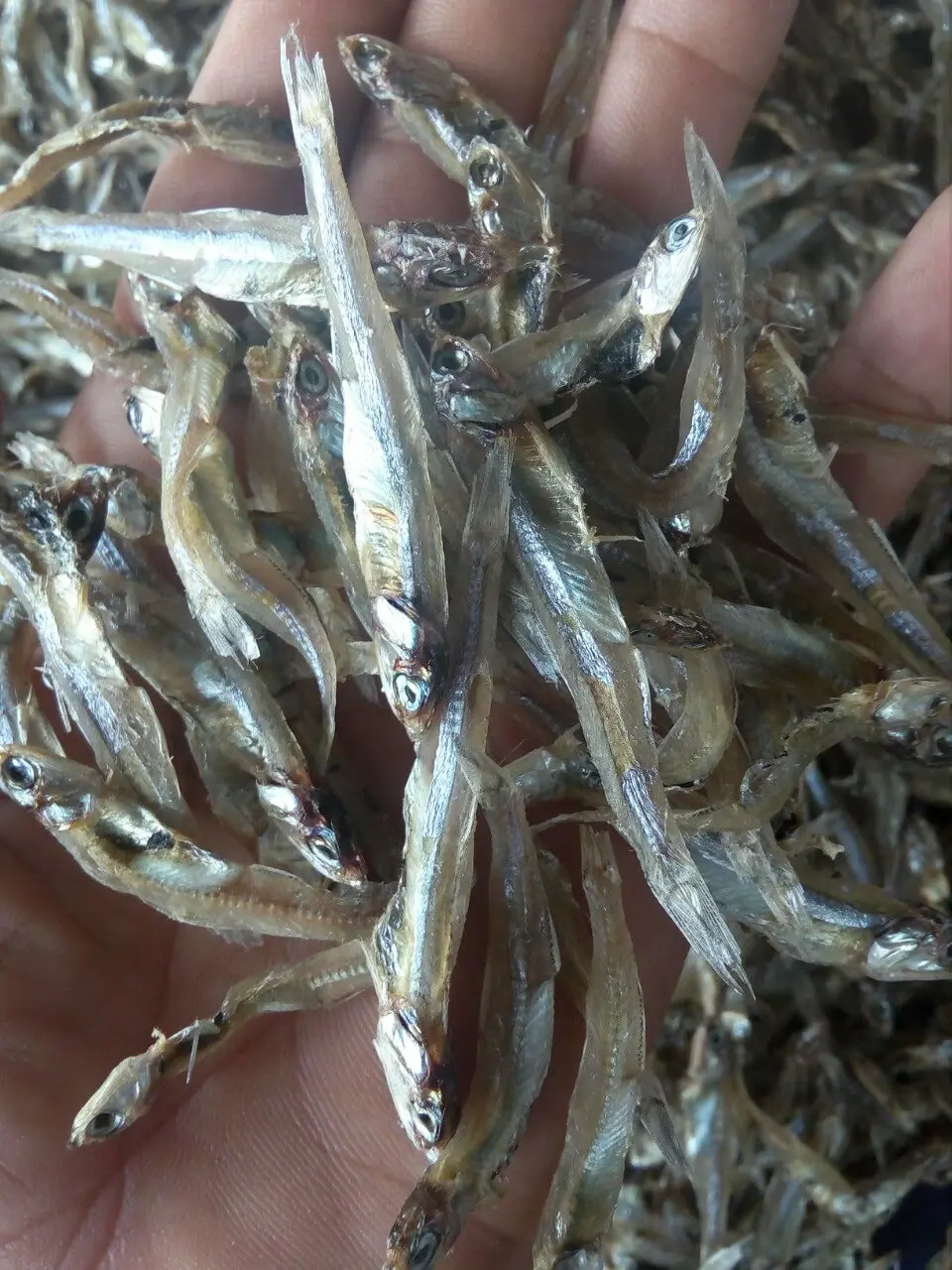 Dry Seafood Dried Fish Anchovy From Vietnam Cheap Price Oem Bulk