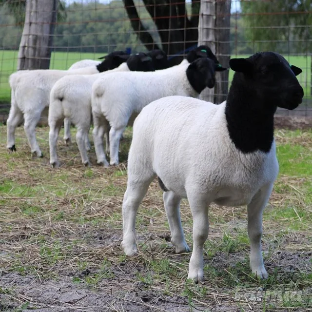 BEST BREED Dorper Ewe Sheeps and Lambs For Sale