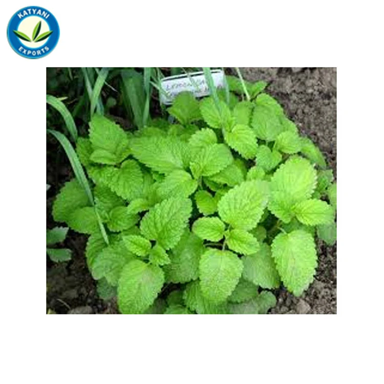 1 Oz ORGANIC ESSENTIAL OILS Choose Scent Fast Free - Etsy