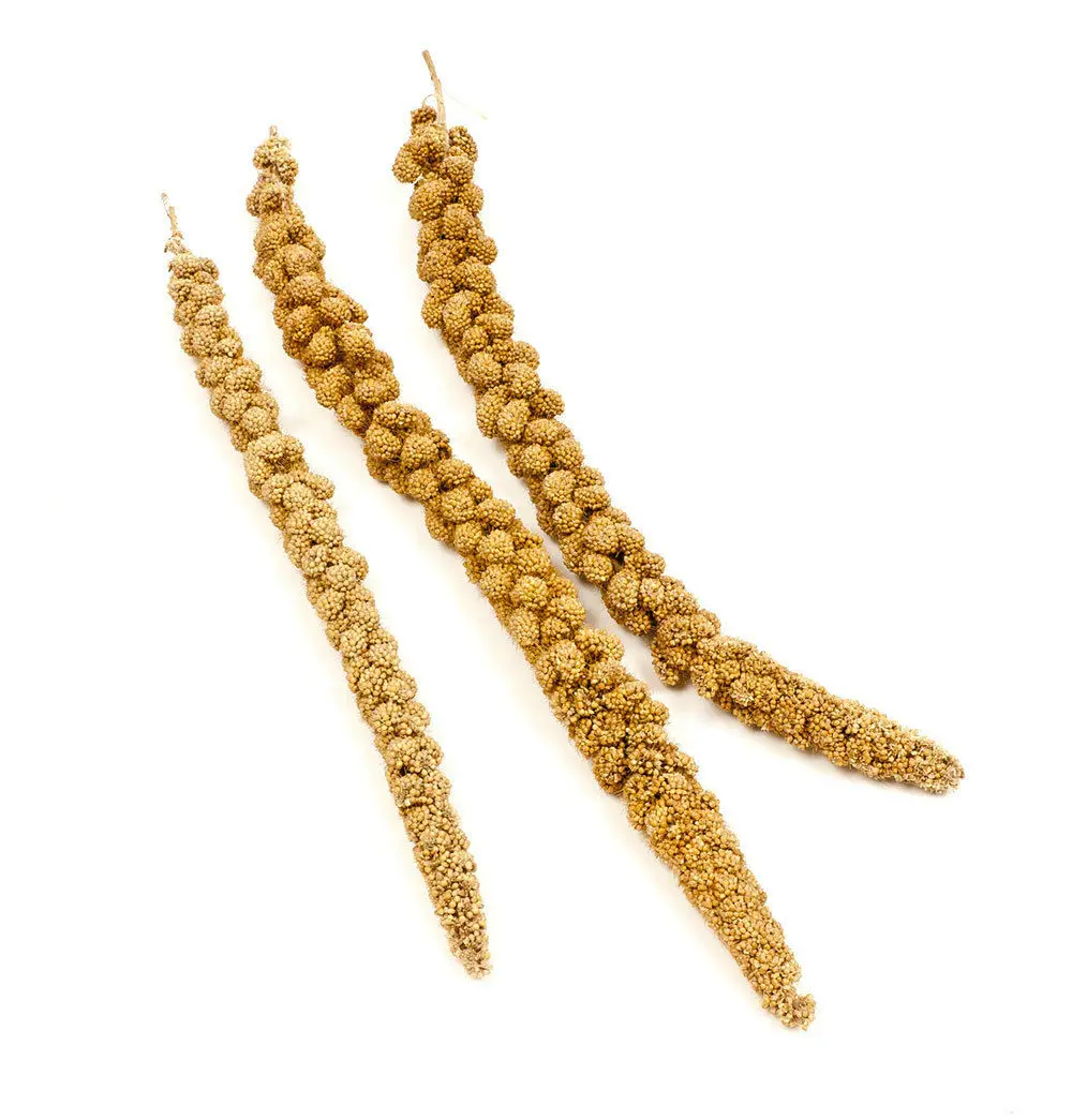 red millet spray7.jpg
