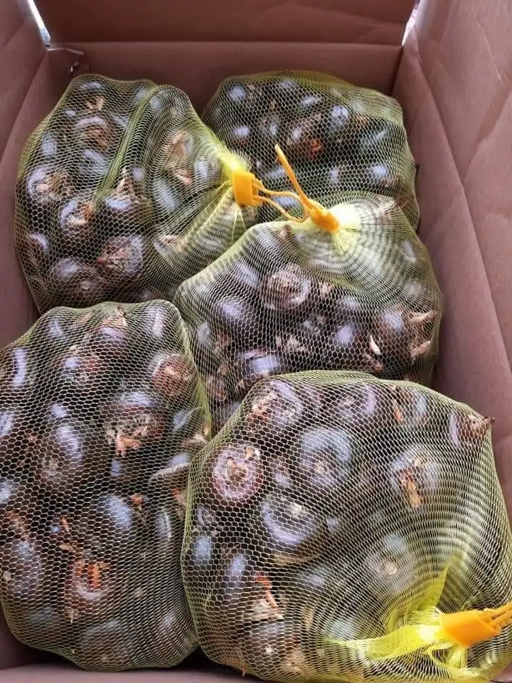 Fresh Water Chestnut For Sale From Vietnam,contcat 0084963818434 - Buy 