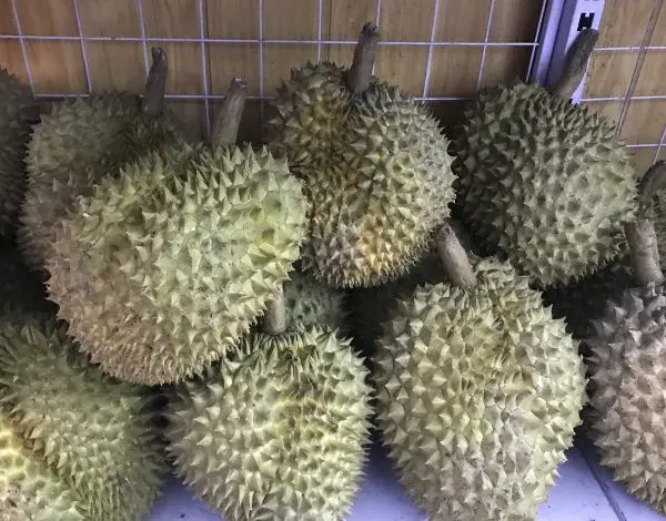 sau rieng ri6.jpeg
