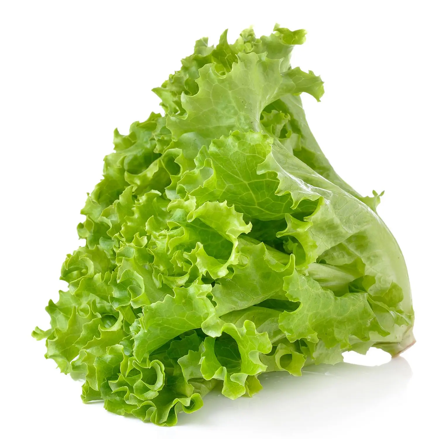 Download Lettuce Buy Romaine Lettuce Iceberg Lettuce Lettuce Bag Product On Alibaba Com