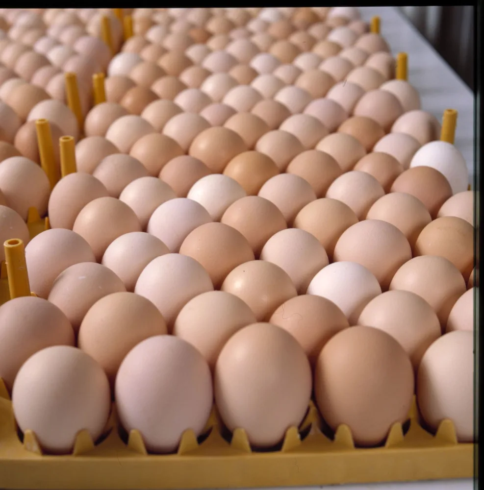 High Quality Fertile Hatching Chicken Egg/Fresh Chicken Table Eggs/Quail Eggs in turkey