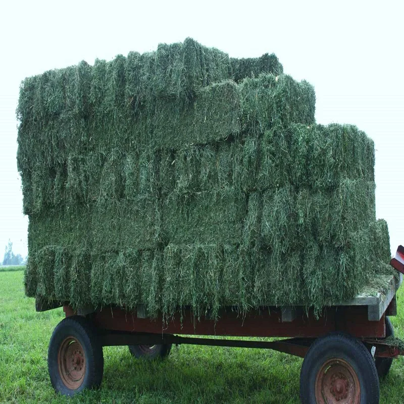 Natural Cattle Alfalfa Hay Animal Feed For Sale At Good Prices Buy