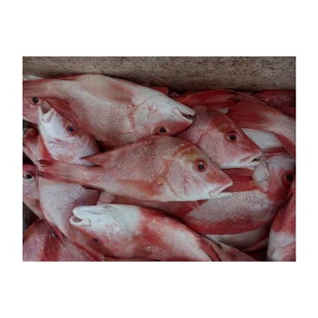Best Selling Wholesale Fresh Frozen Red Snapper Emperor Fish