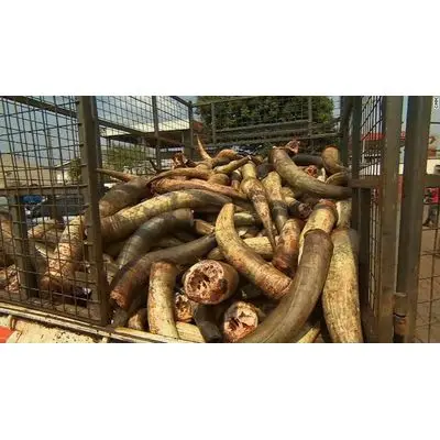 cow horn1.jpg