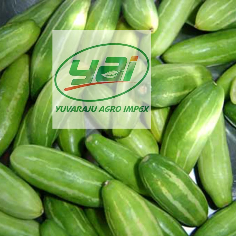 新鮮な天然野菜コバカイ ツタひょうたん Buy Kovakkai Kowai アイビーひょうたんチェンナイで輸出業者 低コストのアイビーひょうたん 新鮮な野菜 アイビーひょうたん種子新鮮で自然野菜輸出トルコへ ニュージーランド Product On Alibaba Com