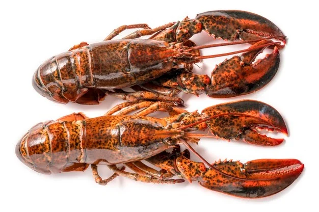 Quality Pacific Canadian Red Lobsters