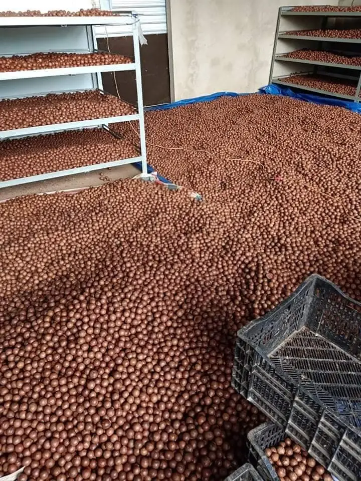 Quality Organic Raw Dried Macadamia Nuts and Other Nuts for Food Use HACCP Certified Grade 1