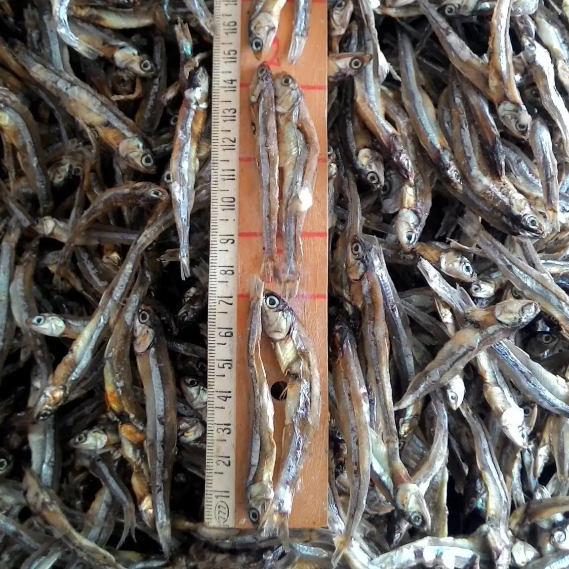 Dry Stock Fish,Smoked Catfish,Dried Anchovies And Others Available