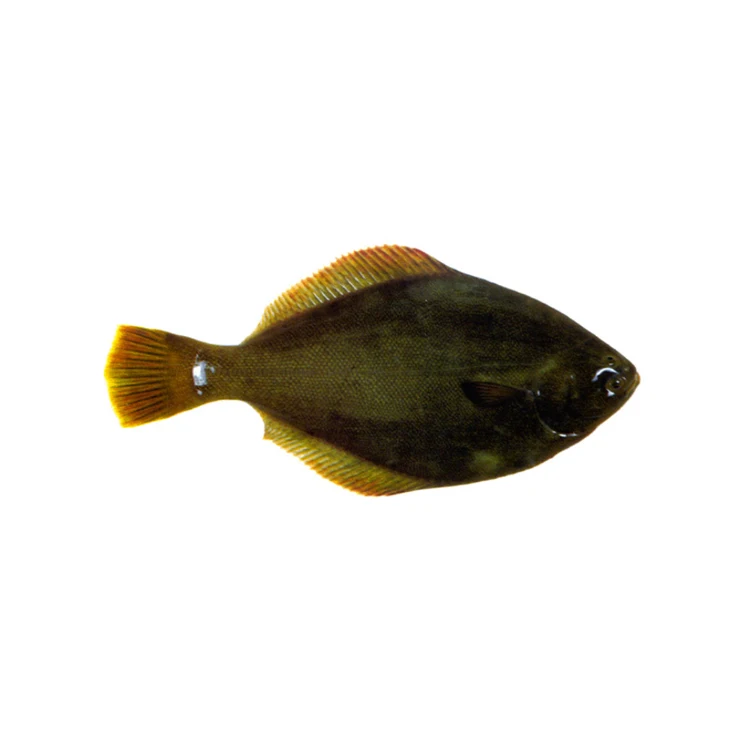 yellowbelly,l-size bqf,wr - buy flounder light,other fish