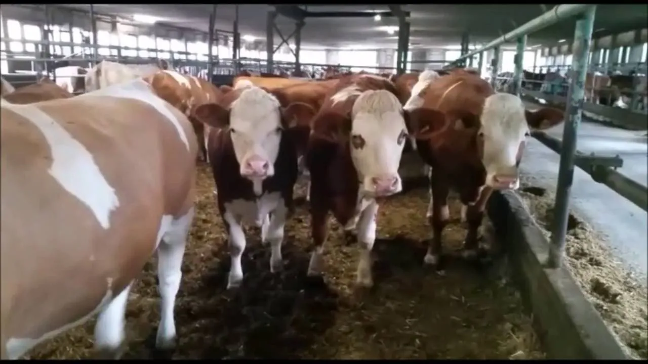 Качественные молочные коровы и беременные хифферы Holstein для продажи