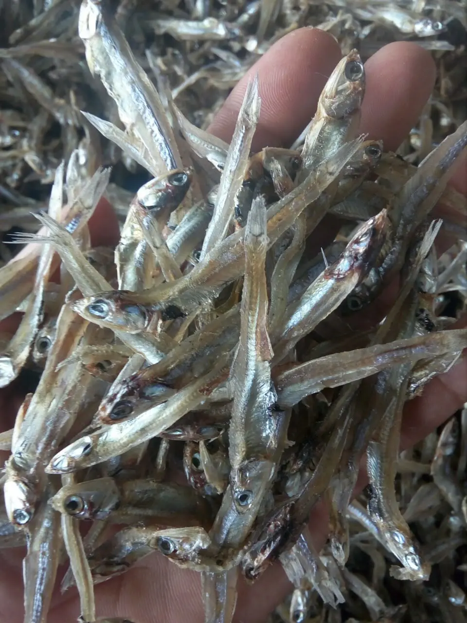 Dried Fish Dried Anchovy Fish Dried Vietnam Available Seafood(dot