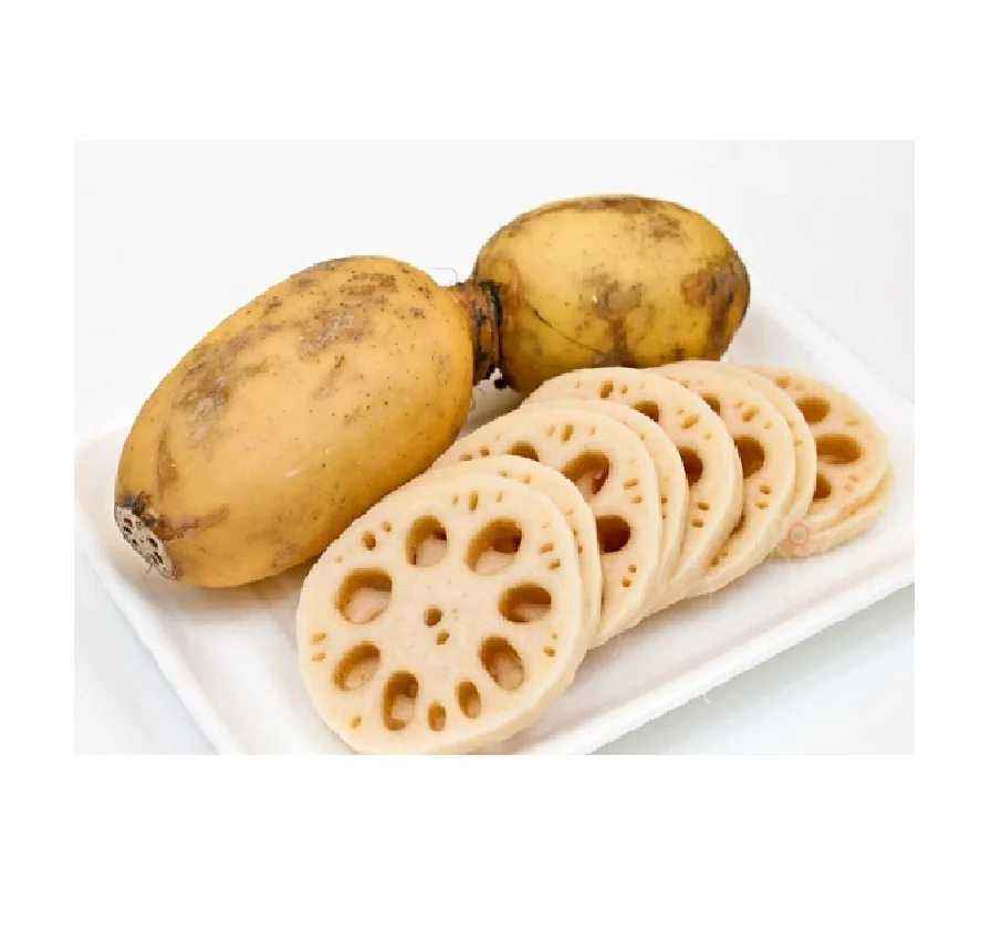 new hot canned lotus root from vietnam/ high quality lotus root.