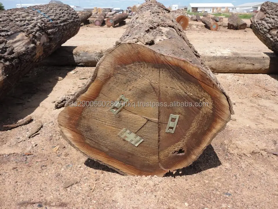 Black Walnut Sawn Logs,24+ Inches Buy Walnut Logs For Sale,Walnut Saw
