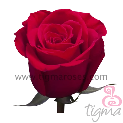 Ecuadorローズfreedom天然新鮮な花ロング幹カット卸売とtigmaから結婚式のバラ Buy 蘭 ジャスミンの花 カーネーションの花 Product On Alibaba Com