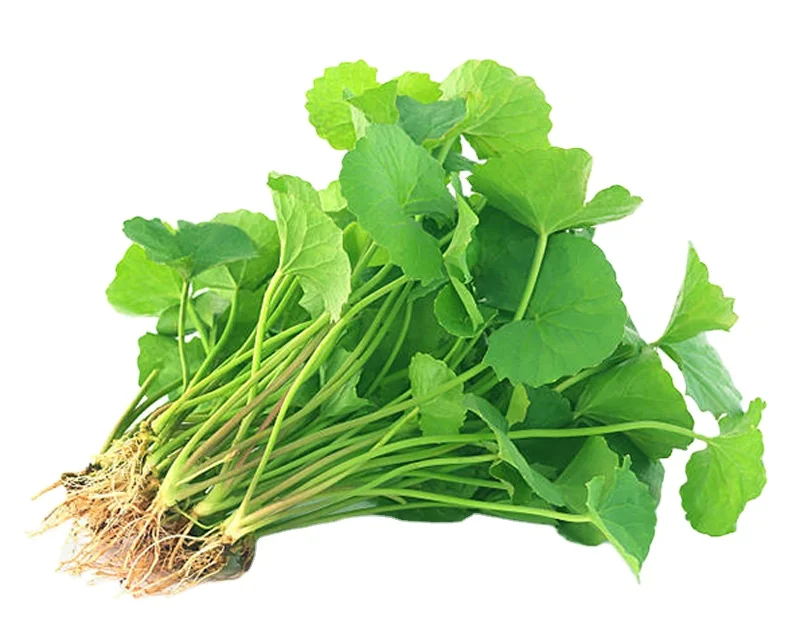 CENTELLA ASIATICA LEAVES / GOTU KOLA LEAVES / PENNYWORT LEAVES POWDER