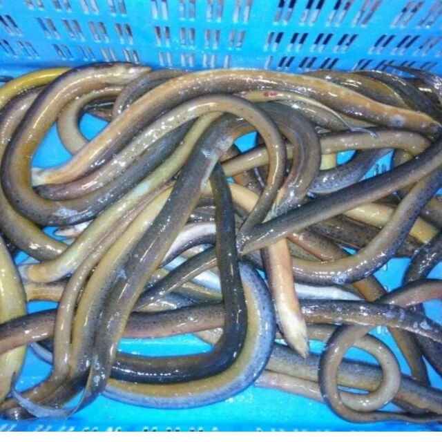 eel fish glass fish fillet fresh and frozen conger eel fresh