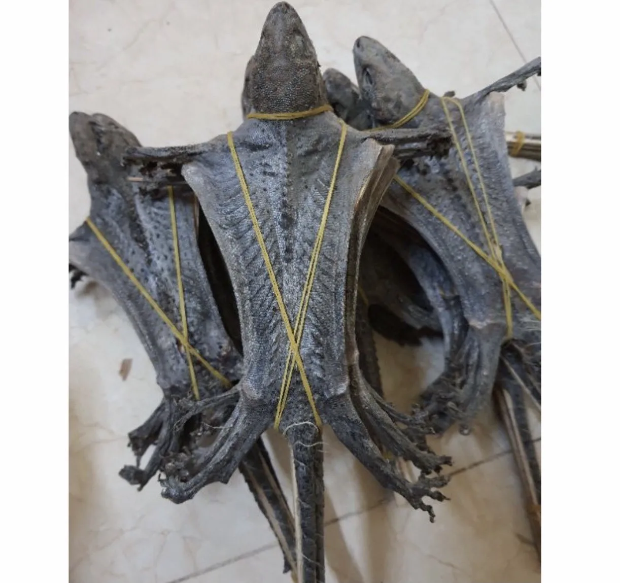 dried tokay gecko - hot product // ms nian  84 363 210 230 - buy