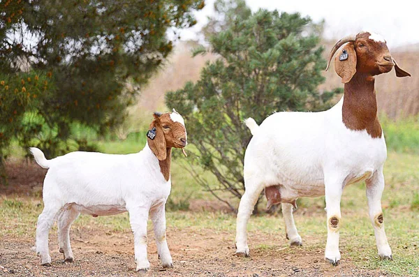 Козы для беременных, козы для продажи, козы для взвешивания живых коз.