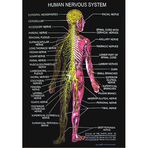 human anatomy topics
