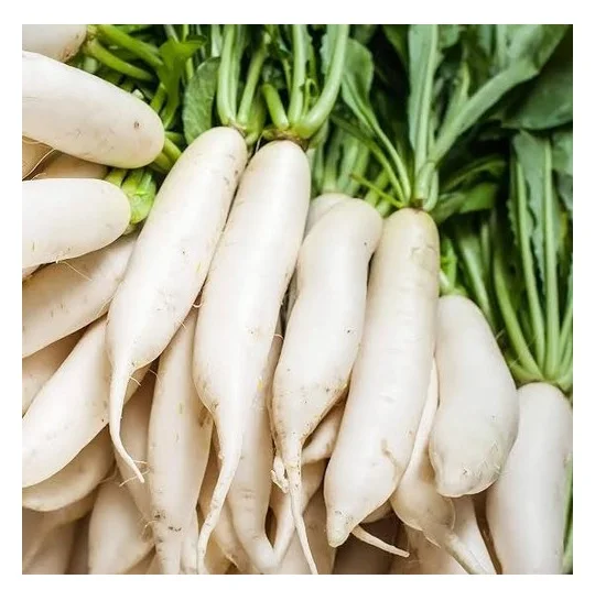 wholesale best price supplier of fresh vegetables radish with