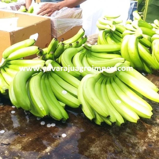 Banane Japonaise Fraiche 1 Piece En Inde Buy Frais Cavendish Banane Certifie Exportateurs En Inde Liste Des Exportateurs Pour Cavendish Banane En Inde Le Plus Bas Prix Et Frais Fruits De Frais Cavendish Banane Product