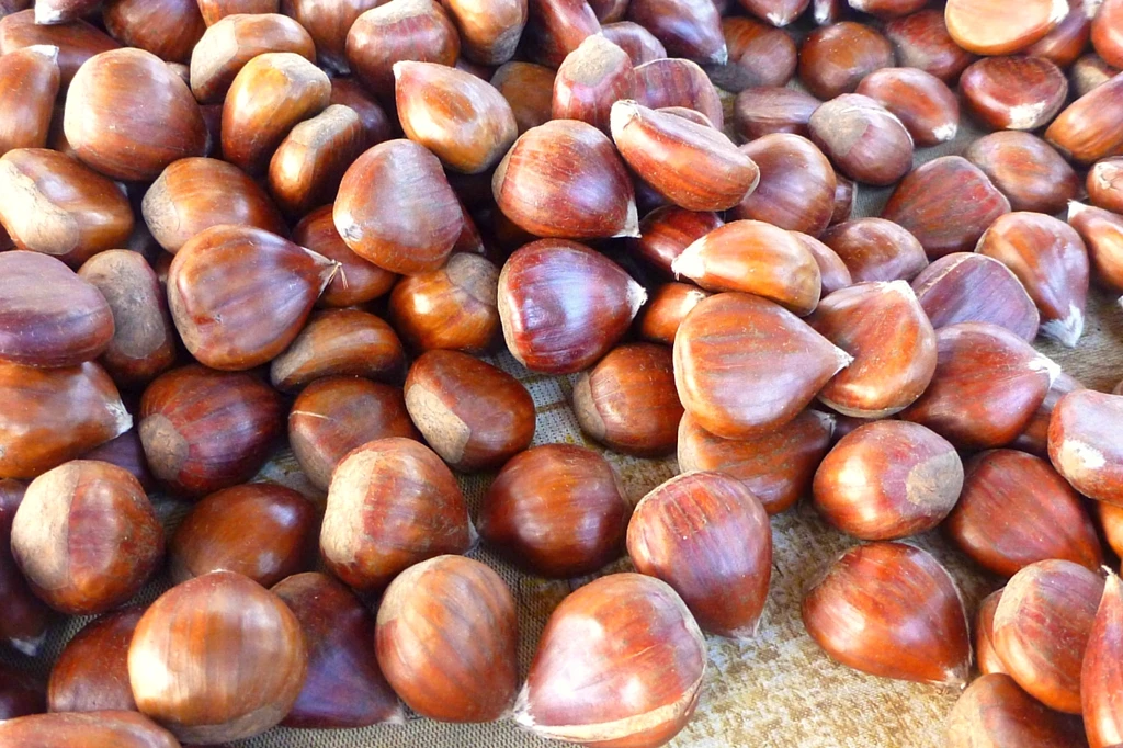 chest nut 3.jpg