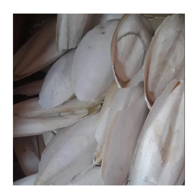 high quality dried cuttlefish bone iso certificate cuttlefish