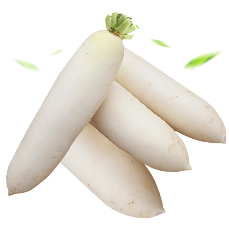 fresh radish,resh white radish,new crop fresh white radish