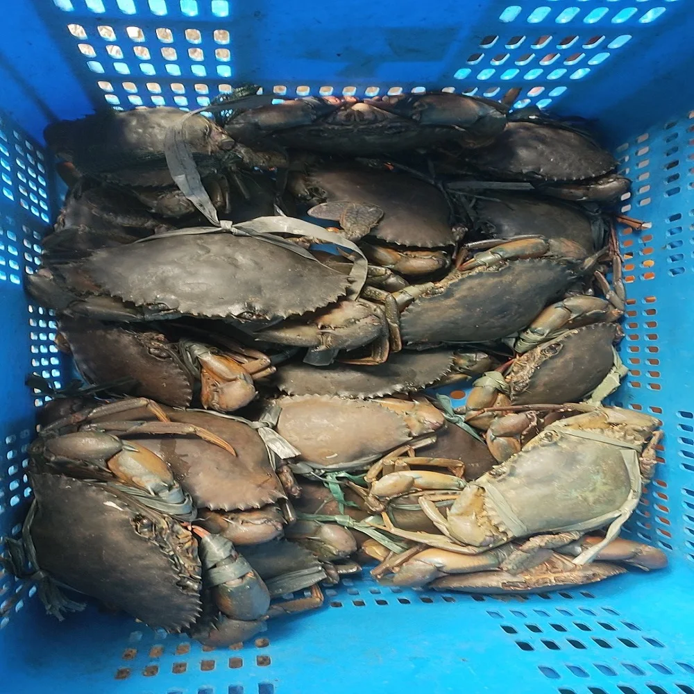 Живой грязевой краб (мужской/женский) краб-scylla