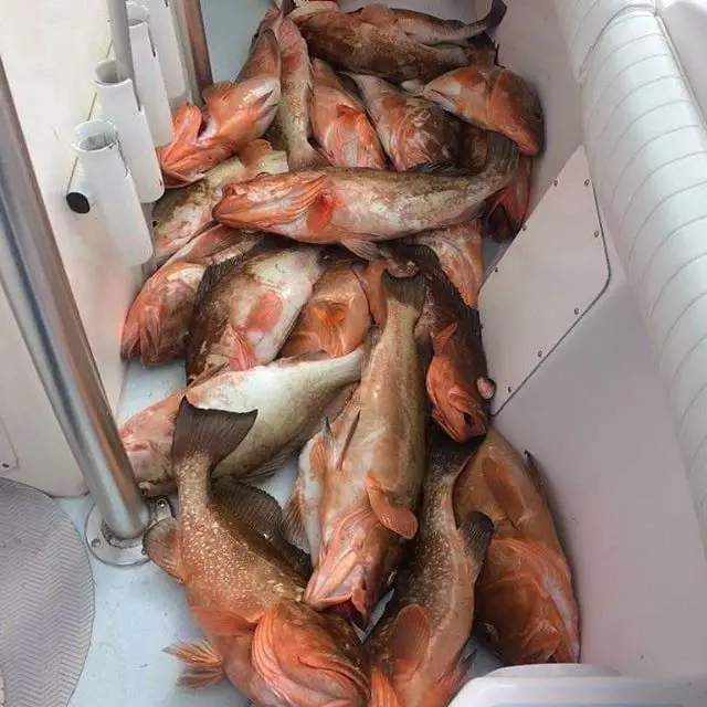 Fresh Grouper Fish Fresh Brown Grouper/frozen Grey Fresh Tomato Grouper