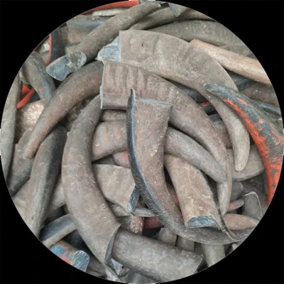 cow horn4.jpg