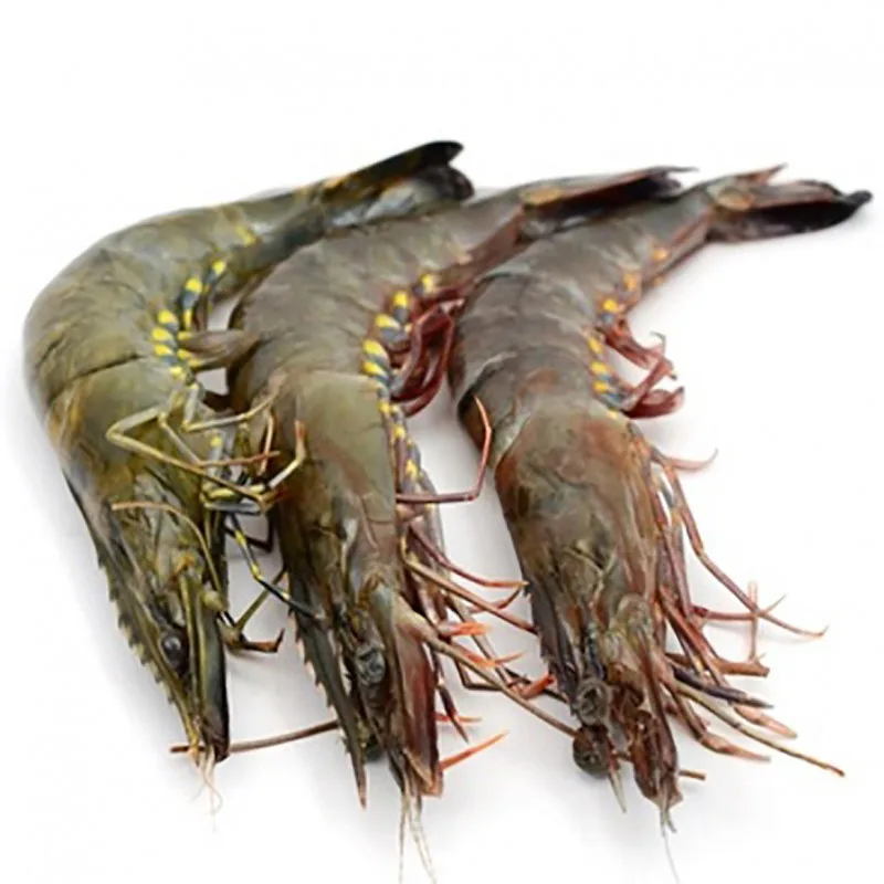 shrimps unpr.jpg