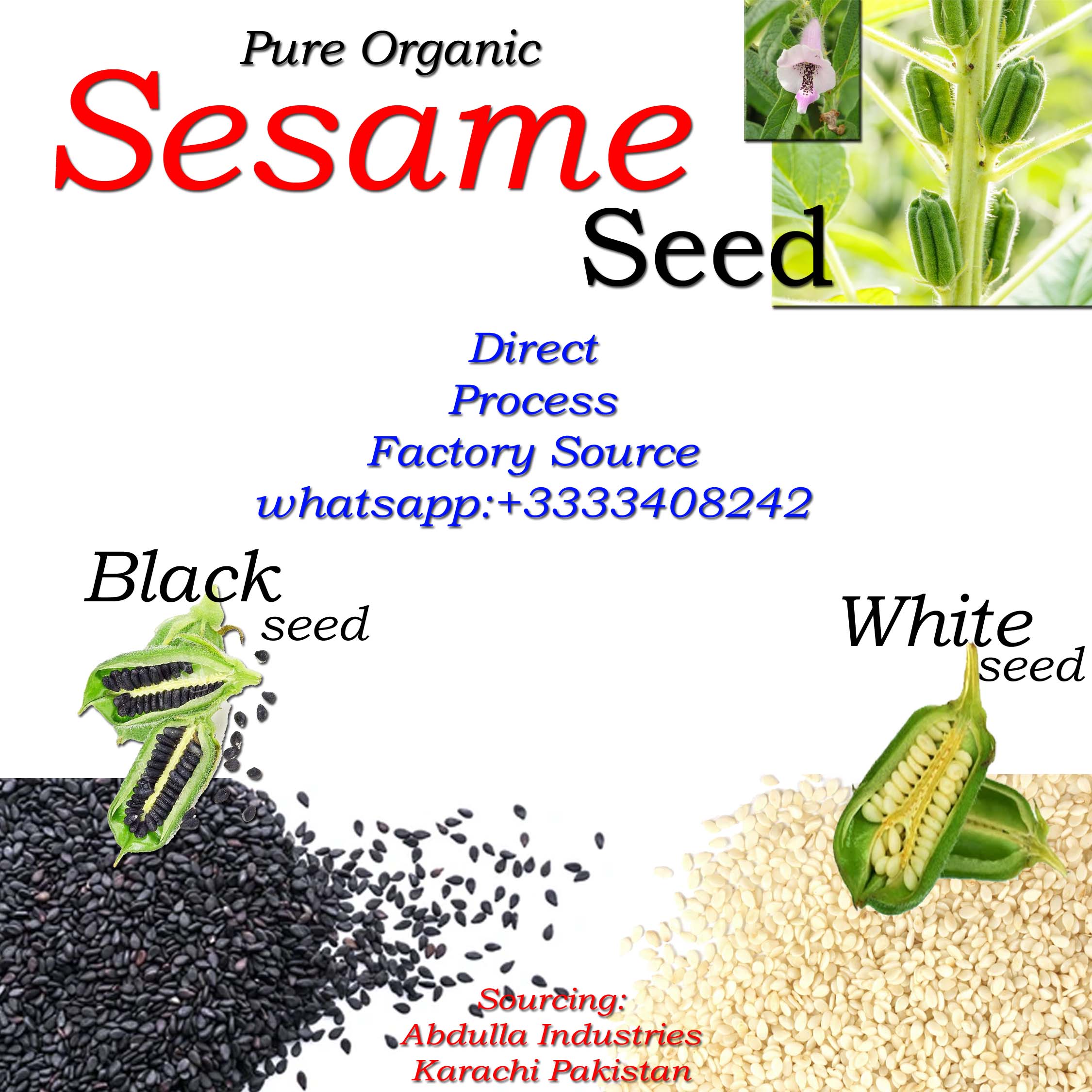 
 Необработанные семена кунжута, натуральные семена кунжута, чистые органические семена кунжута, черные семена кунжута, семена кунжута белого цвета, экспортер тахини  